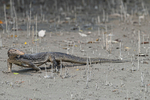 Monitor Lizard