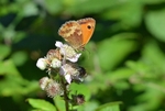 Gatekeeper