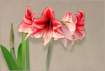 Hippeastrum 'Charisma' 2