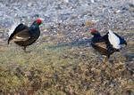 Black Grouse 5