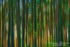 In The Trees