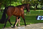 168-PARKFIELD_ARTIE_BLOU-Laura_Collett-WEDTrotUp+DR portfolio