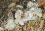 Dysidea fragilis TBC