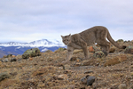 Female Puma Escacha, mountains background, Torres del Paine, Chile