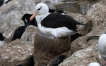 Black-browed Albatros on his nest
