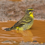 Yellow-fronted Canary portfolio