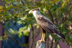 crested caracara 2