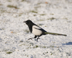 Magpie