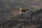 Lammergeier flying, Pre-Pyrenees, Catalonia, Spain