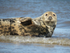 Grey Seal