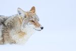 Coyote close portrait, Hayden Valley, Yellowstone National Park