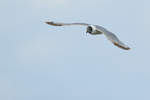 Franklin's Gull flying, Minnesota, USA