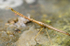 Freshwater stick insect