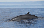 Petit rorqual