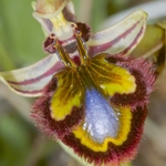 Mirror Orchid (Ophrys ciliata syn. Ophrys speculum)