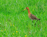 Black-tailed Godwit in field, Hotel Raudaskrida, Iceland