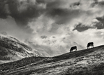 High Fells Grazing