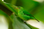 Green Honeycreeper (female), La Paz Gardens, Costa Rica