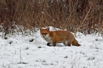 February 2021 - Red Fox
