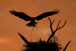Osprey landing at nest silhouette, Fort De Soto Park, Florida