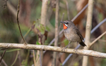 Siberian Ruby Throat