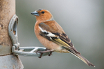 Chaffinch-male_ACP_7530-1