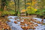 Autumn  Brook