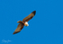 Brahmany eating in Flight 2
