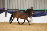 Pony of the Year Championship portfolio