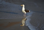Great Black-backed Gull