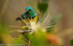 Male variable Sunbird.