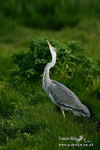 Grey Heron 060614