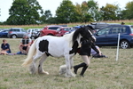 WJ6_6647