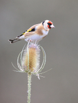 Goldfinch and teasel seed head, Otterbourne, Hampshire