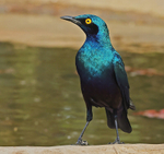Greater Blue Eared Starling