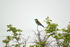 European Bee-eater