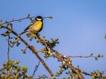 Great Tit