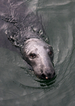 MMP004: Grey Seal