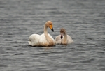 Whooper Swans