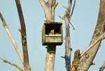 Kestrel