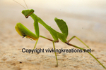Praying Mantis