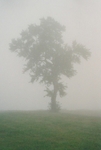TheTree2007Layer100010
