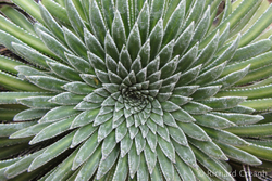 Succulent Circles
