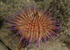 Psammechinus miliaris