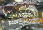 Coryphoblennius galerita