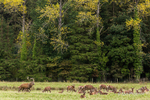 Taking Stock! - Red Deer Stag