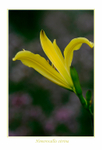 Hemerocallis citrina