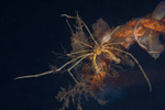 Macropodia rostrata TBC