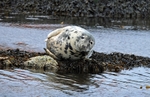 Atlantic Grey Seal
