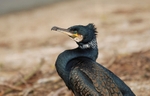Cormorant
